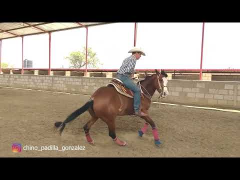 C16P4 EL CAMINO AL FUTURITY VIP - Juan Manuel "Chino" Padilla