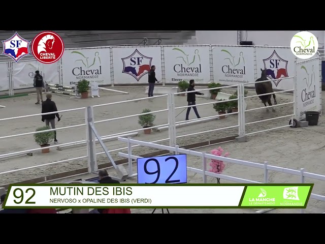 Vds Hongre 3 ans bai