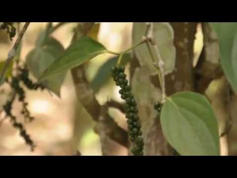 Black pepper plant