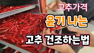 윤기 나는 고추 건조 올해 햇고추 가격은?  고추가루