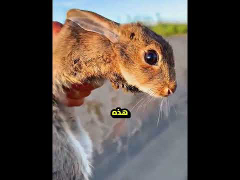 أنقذ هذا الأرنب كل يوم… ثم اكتشف الحقيقة المؤلمة 😢