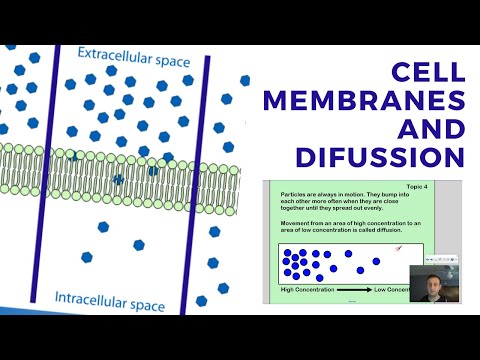 Cell Membranes and Diffusion (Sc8 UBT4-1)