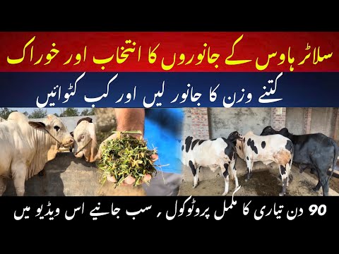 Slaughter house animals rate and business feasibility II 90 days protocol for Fattening animals