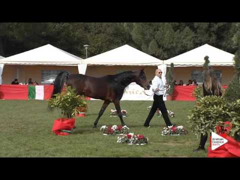 N.107 AG ALI HADIDI - Arezzo 2015 - Stallion 10 years old and older (Class 12)