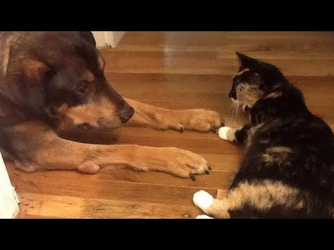 This Cat Was Devastated By The Loss Of His Best Dog Friend — And His Owners Knew Just What To Do