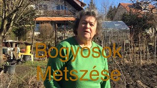 Bogyósok tél végi metszése