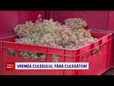 Viticultorii, în criză de zilieri pentru a culege podgoriile în acest an