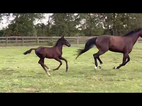 Florante - For Sale - Black 2024 colt by Finnigan ( Floriscount )