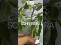 Removing Scale Bug Pests | Schefflera Actinophylla | 1Min or Less