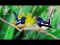 11 Hour Bird Sounds Relaxation Soothing Nature Sounds Birds Singing For Sleep Stress Relief