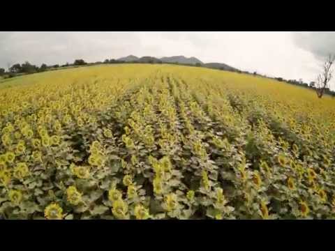 FPV Quadcopter - TBS Discovery - Sunflowers, Rice Fields & Water Tribute - Thailand - Dragon Link