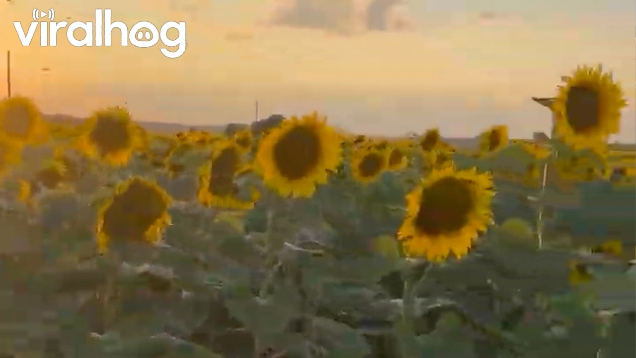 Bee Colony Searching for Home in a Sunflower Field || ViralHog