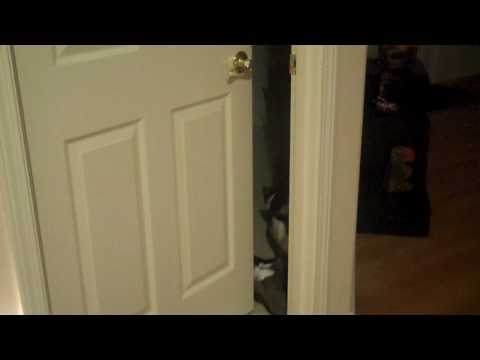 Smart Cat Opening Door
