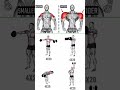The Only 4 Dumbbell Exercises You Need for WIDER Shoulders