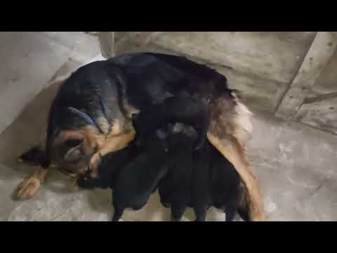 German shepherd double coat male female puppy avabile location ganj basoda Vidisha m p co 9098740288