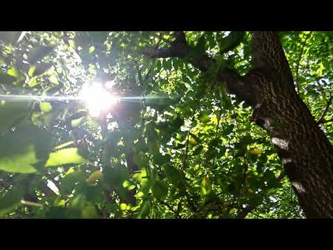 Free HD slow motion stock video - Sunlight in the trees