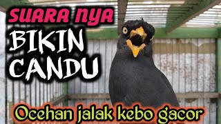 Download lagu OCEHAN JALAK KEBO GACOR | Masteran jalak kebo di pagi hari,di jamin 100% pasti nyaut mp3