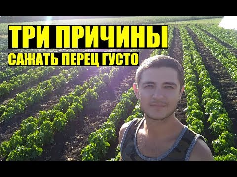 , title : 'Почему сажаем перец так ГУСТО? и по два в одну лунку / Why do we plant pepper so THICKLY? (Eng sub)'