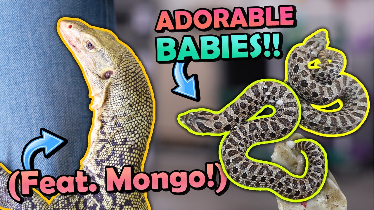 Our most Boring Hognoses of the Year Hatched! (they're adorable!)