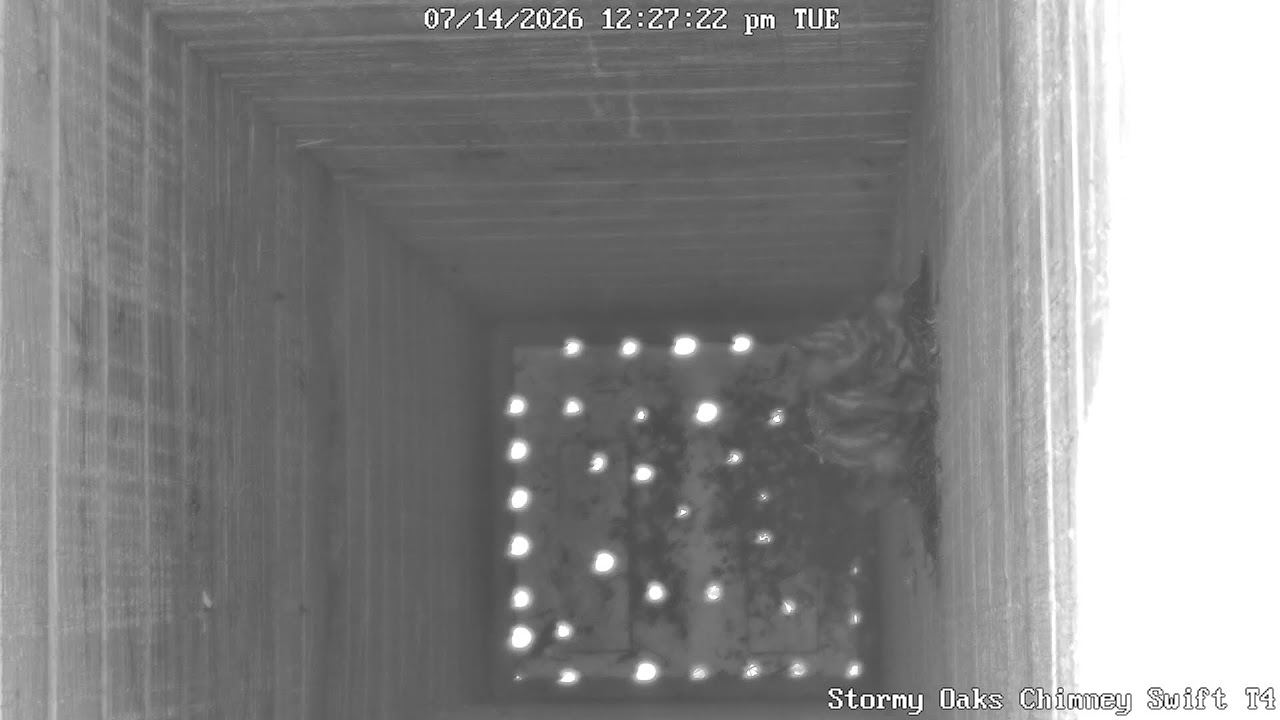 Live webcam view of Torre de Vencejos de Chimenea