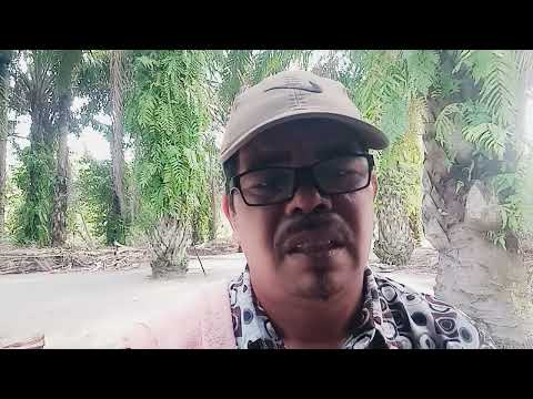 Filosofi Saur Matua di Adat Batak