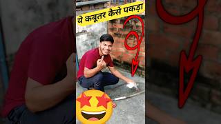 Download lagu How to catch this pigeon 🤩||#minivlog #pigeon #petvlog #trending #shorts #short #ytshorts mp3