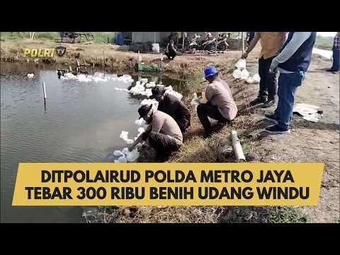 DITPOLAIRUD POLDA METRO JAYA TEBAR 300 RIBU BENIH UDANG WINDU