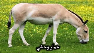 صورة شرح عمدة الفقه - الأطعمة 02 - عامر بهجت