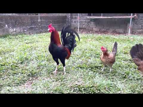 Roundhead Claret broodpen, Tonio and Mica Gamefarm 2023