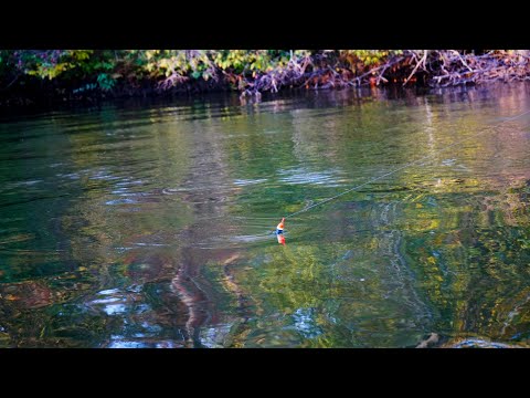 October King Salmon BOBBER DOWNS + CRANKBAIT STRIKES! - Centerpin Float Fishing with Danny Colville
