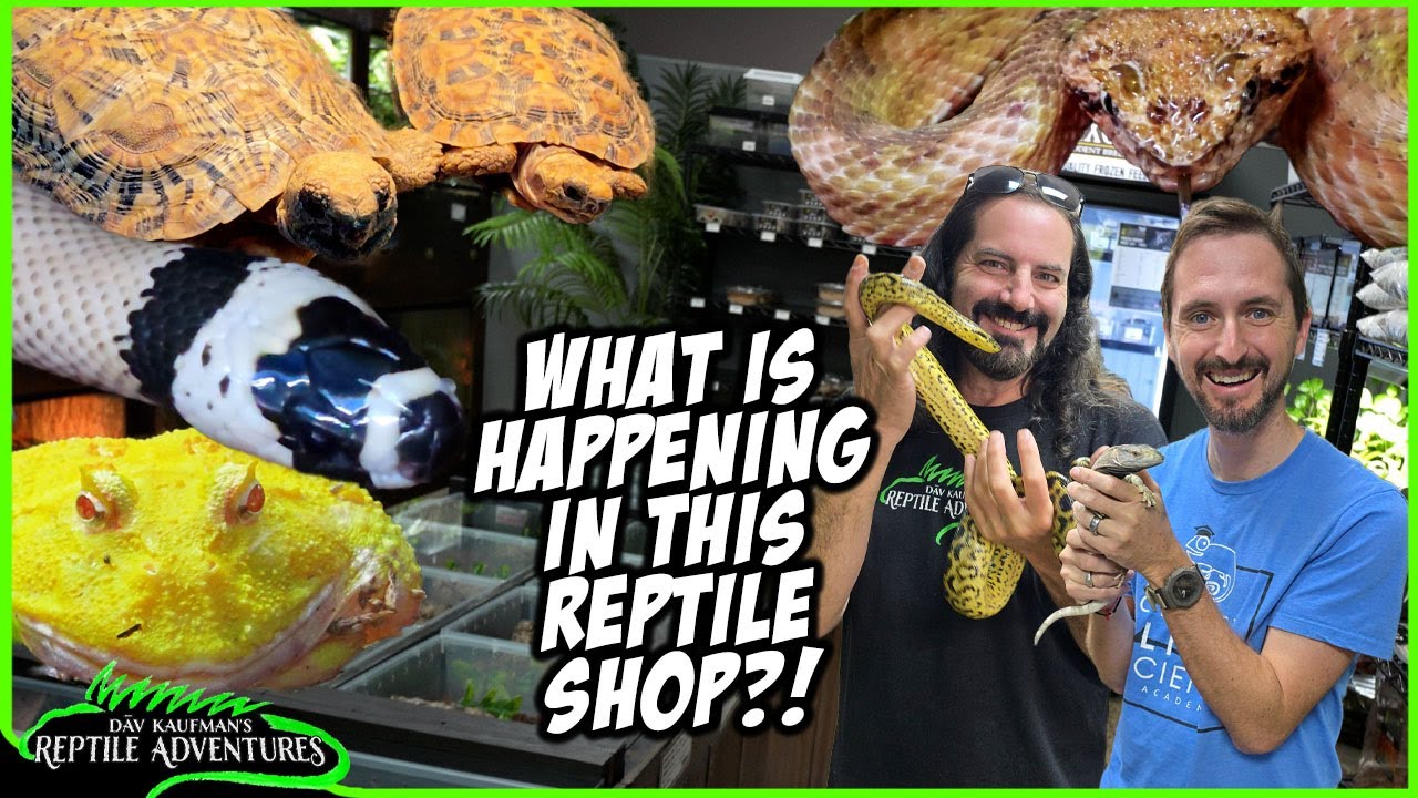 THE WORST (and the BEST) REPTILE SHOP IN SOUTH AFRICA! Ultimate Exotics