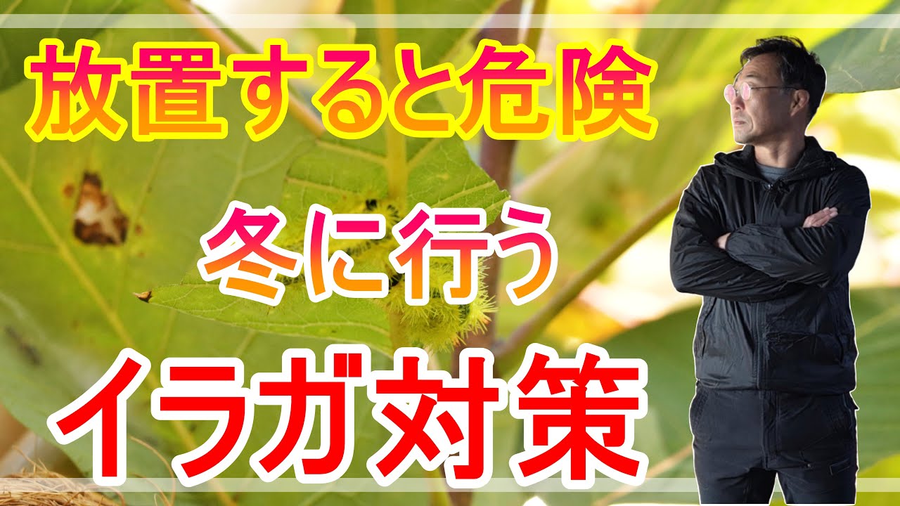【ガーデニング】プロガーデナーが実践！イラガ対策は冬が勝負！繭駆除で被害予防