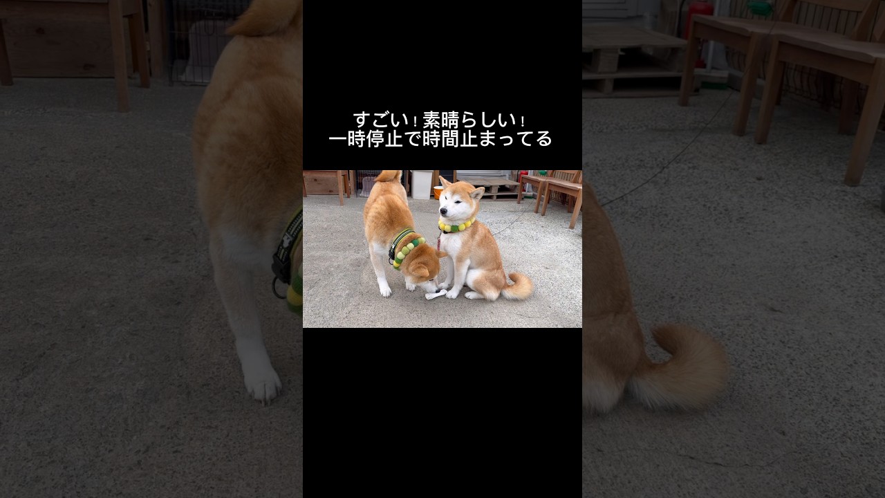 素晴らしい一時停止！ #柴犬 #shibainu