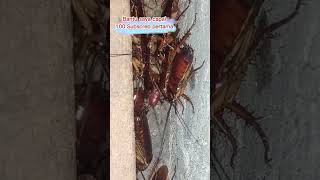 Kecoa | Cockroach kumpul kebo #kecoa #cockroach #bertelur