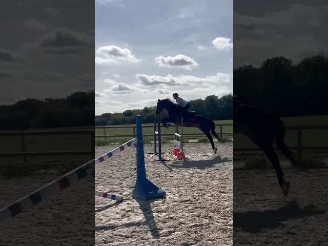 Top cheval amateur 