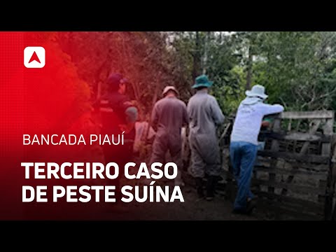 Terceiro caso de peste suína clássica é confirmado em São José do Divino-PI