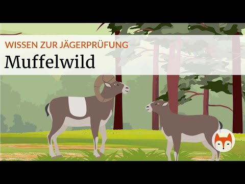 🟤 Mouflon – Everything you need to know for the hunting exam 🐏🎯