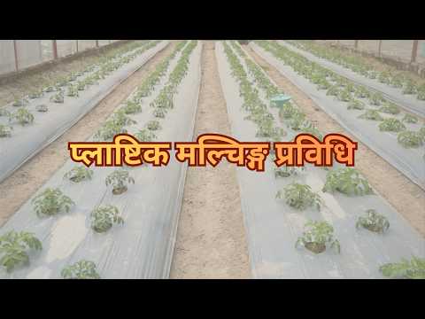 प्लाष्टिक मल्चिङ्ग प्रविधिबारे जानकारी