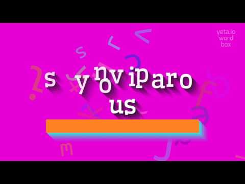 SYNOVIPAROUS - HOW TO PRONOUNCE IT? #synoviparous