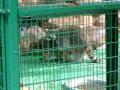 Hong Kong Raccoons Mating　あらいぐま　香港にて
