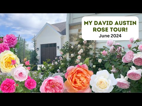 My David Austin Rose Tour! June 2024