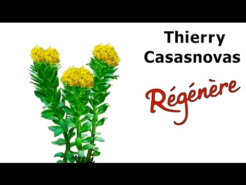 comment prendre rhodiola