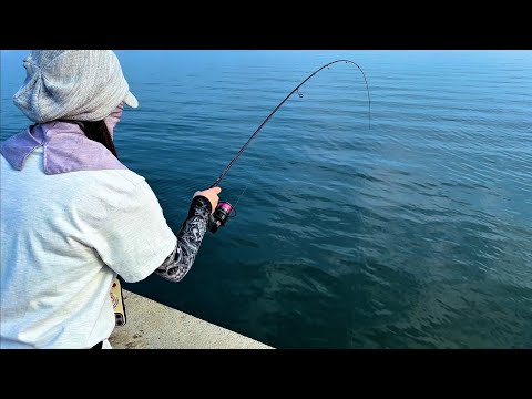 【宮城釣り】狙いの魚が釣れた瞬間！あのデカイ魚が横取り！？【爆釣】