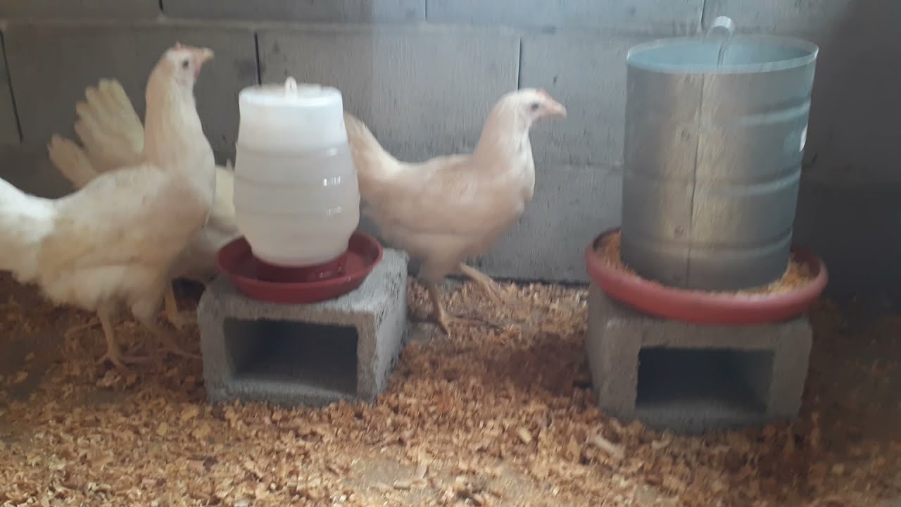 POEDEIRAS BRANCAS - CONHEÇA ESSA RAÇA