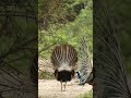 Peacock Dance Kallo Songs ️ Ajay Hooda Pooja Hooda Ajayhooda Kallosong Love Poojahooda