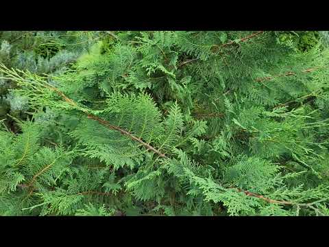 マレー サイプレス vs レイランド サイプレス