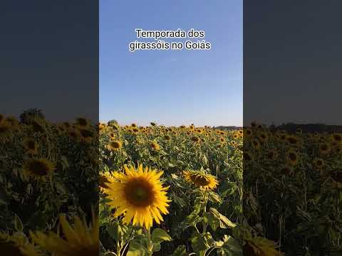 TEMPORADA DOS GIRASSÓIS NA GO-020, GOIÁS #plantas #flores #GOIAS #girassol