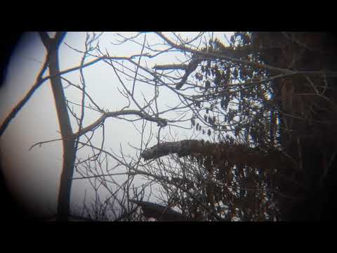 airgun shooting how to make a few extra bucks for you would be squirrel assassins