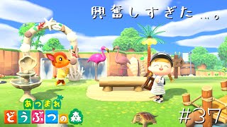 すみません、興奮しすぎました。#37【あつまれどうぶつの森 女性実況】