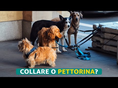 Collare o pettorina? Consigli pratici per la scelta